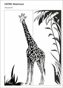 животные 67 (жираф,растительность)